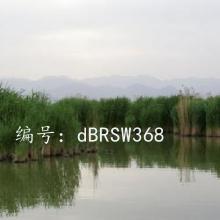 ̨